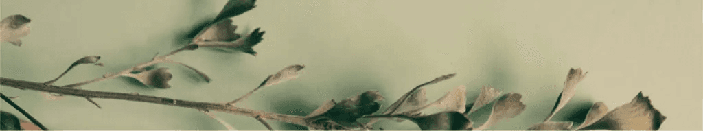 Botanical Background